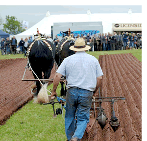 NATIONAL PLOUGHING MATCH